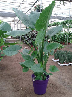 Galería de imágenes