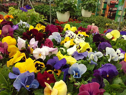 Galería de imágenes