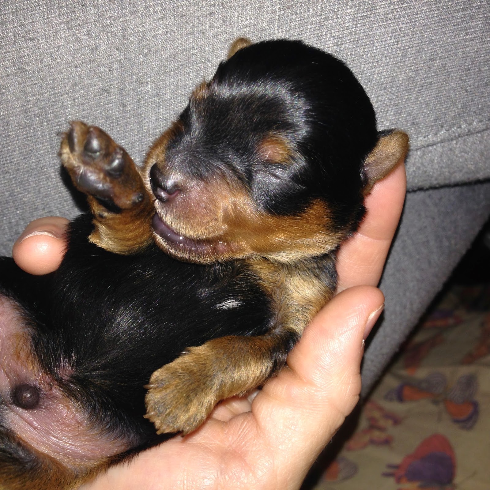 Cl&iacute;nica Veterinaria Los Galgos 5