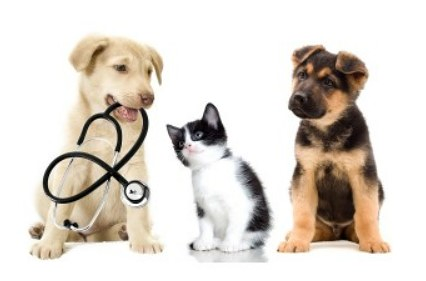 Kemdra Seguros Online Arganda del Rey