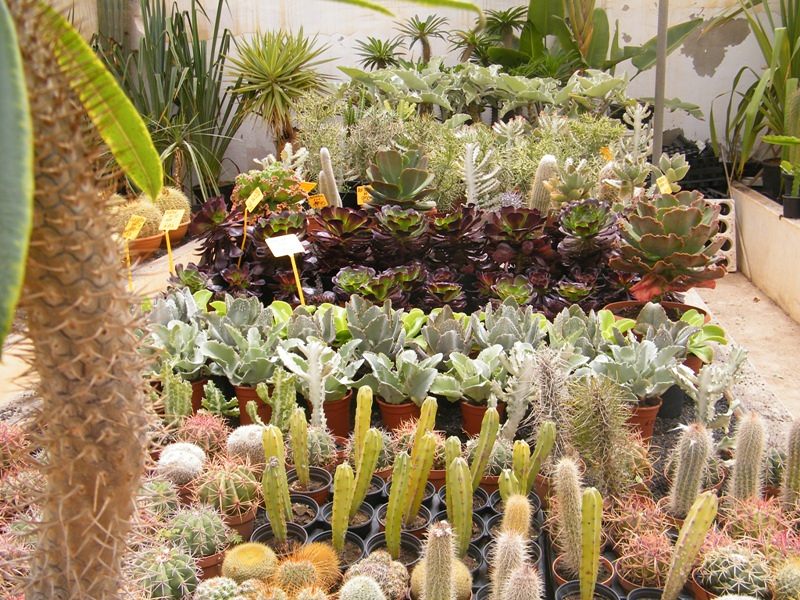 Vivero Las Palmeras Arrecife