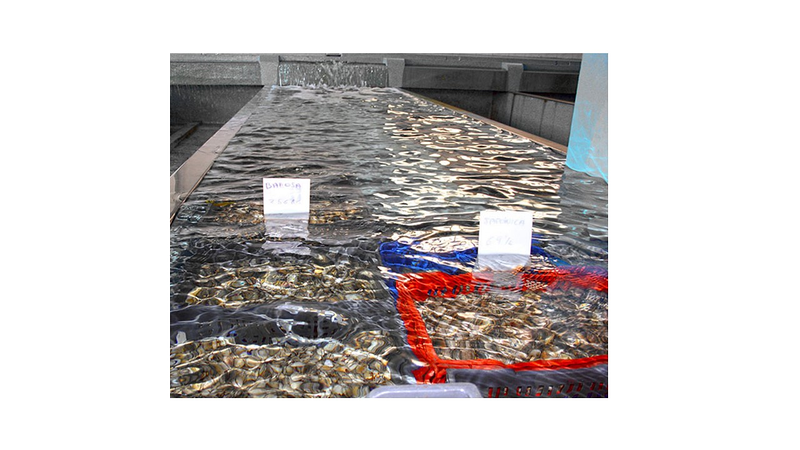 Marenor - Cetaria de Caion 2