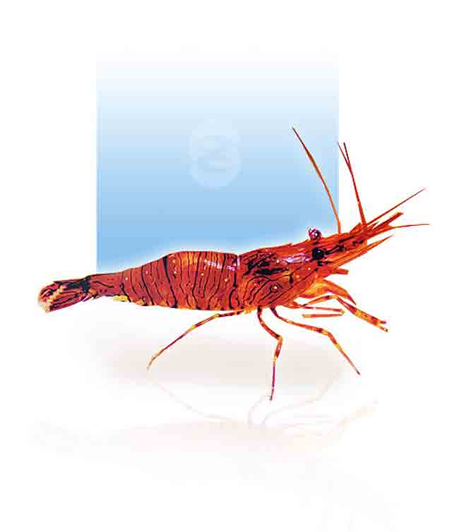 Viveros San Ant&oacute;n 6