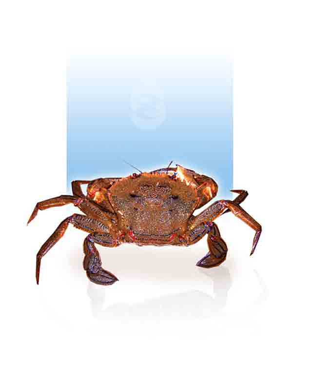 Viveros San Ant&oacute;n 5