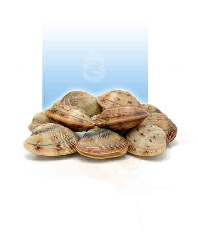 Viveros San Ant&oacute;n 7