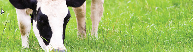 Lesaffre Ib&eacute;rica S.A. 4