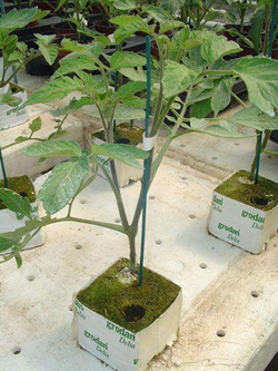 Galería de imágenes