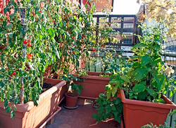 Galería de imágenes