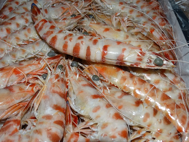 Procol S.L. Congelados 4