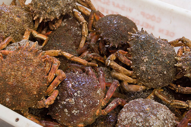 Viveros Viuda e Hijos de Jer&oacute;nimo Izaguirre 3