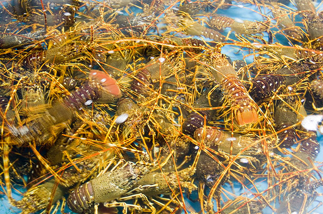 Viveros Viuda e Hijos de Jer&oacute;nimo Izaguirre 4