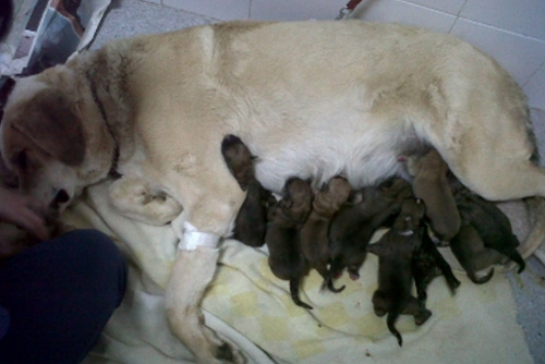 V3 Equip Veterinari VETERINARIOS