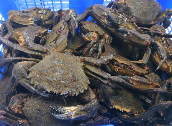 Mariscos Vidio 18