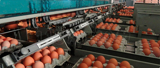 Granja La Pardilla S.L. Ingenio