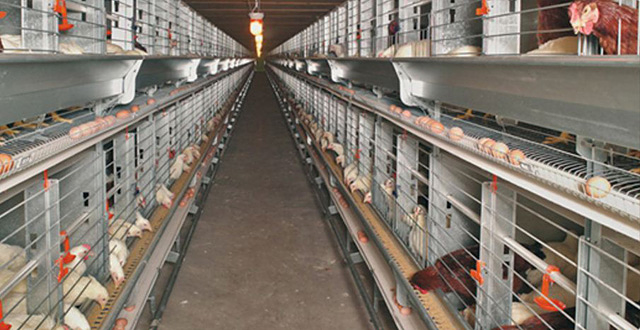 Granja La Pardilla S.L. HUEVOS: MAYORISTAS