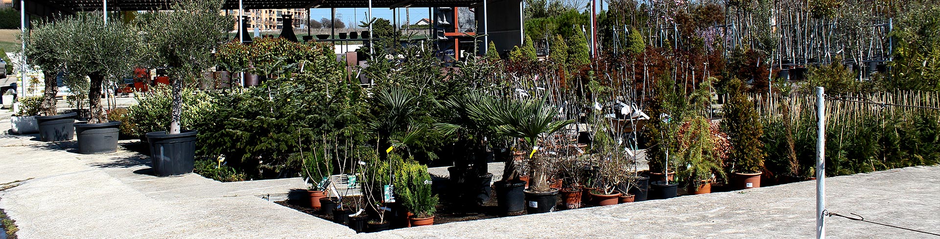 Viveros Florjusa S.L. 5