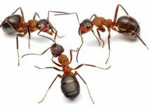 Aplicaciones Bioquímicas S.L. 3 Aplicaciones Bioquímicas S.L. 3