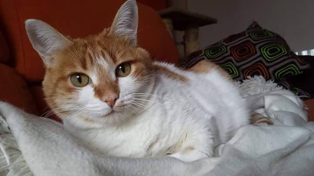 Bazar de la Mascota Sl 2