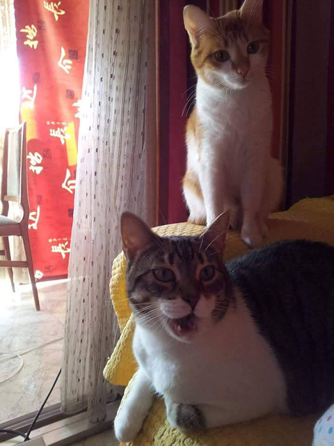 Bazar de la Mascota Sl 4