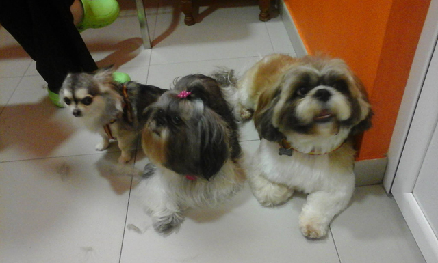 Bazar de la Mascota Sl 3