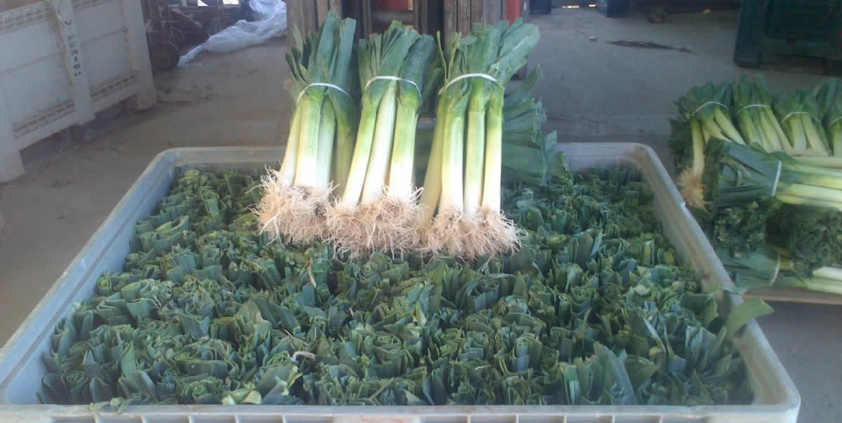 FRUTAS Y VERDURAS HERMANOS MONRÓS 4 FRUTAS Y VERDURAS HERMANOS MONRÓS 4