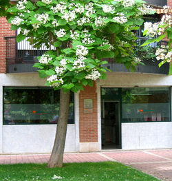 Galería de imágenes