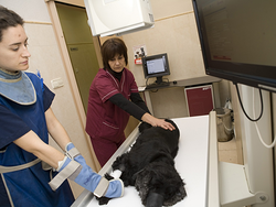 Hospital Veterinario Archiduque Carlos 2 Hospital Veterinario Archiduque Carlos 2
