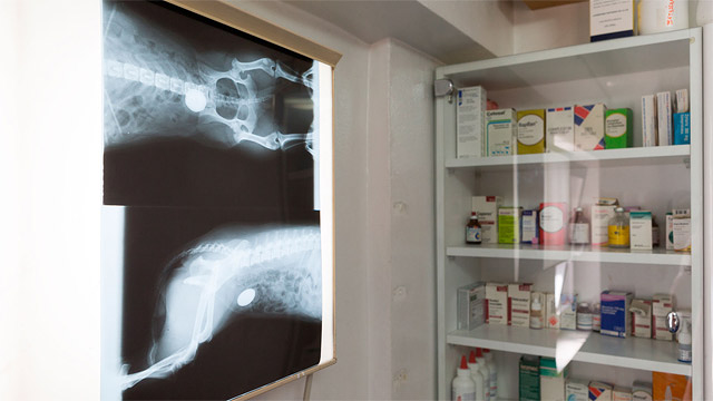 Santa Elena Cl&iacute;nica Veterinaria 2