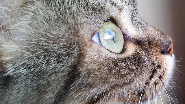 Santa Elena Cl&iacute;nica Veterinaria 3