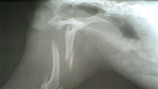 Santa Elena Cl&iacute;nica Veterinaria 4