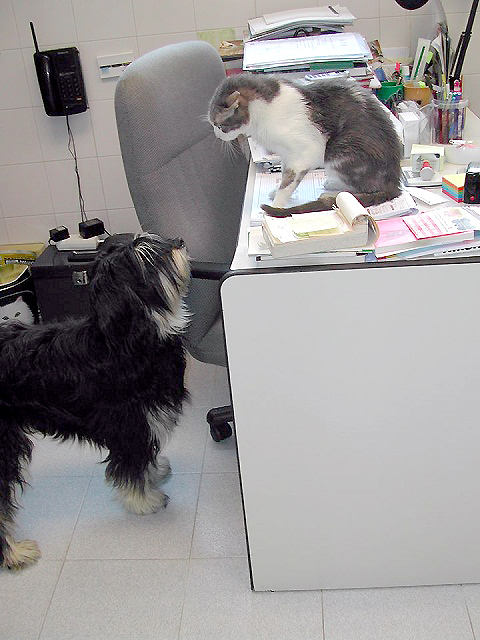Anubis Cl&iacute;nica Veterinaria 2