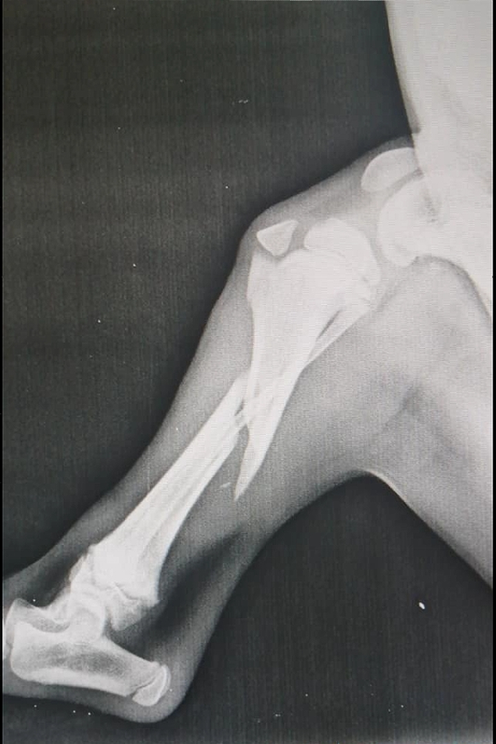 Cl&iacute;nica Veterinaria WECAN Aimar 17