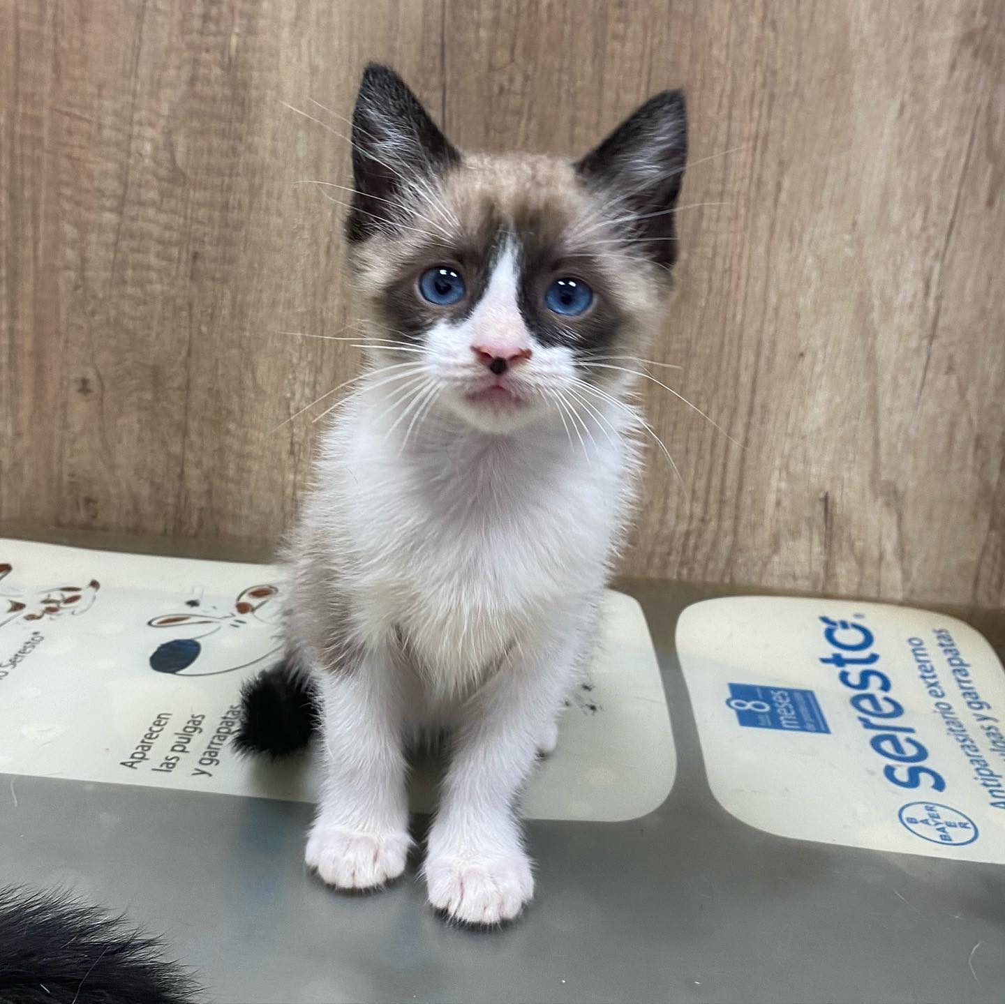 Cl&iacute;nica Veterinaria WECAN Aimar 10