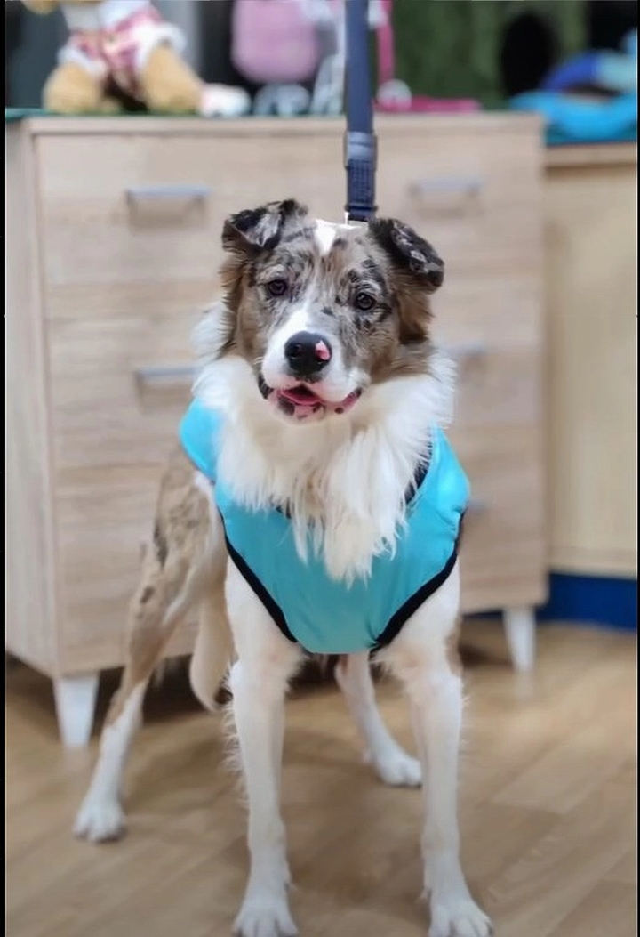 Cl&iacute;nica Veterinaria WECAN Aimar 12