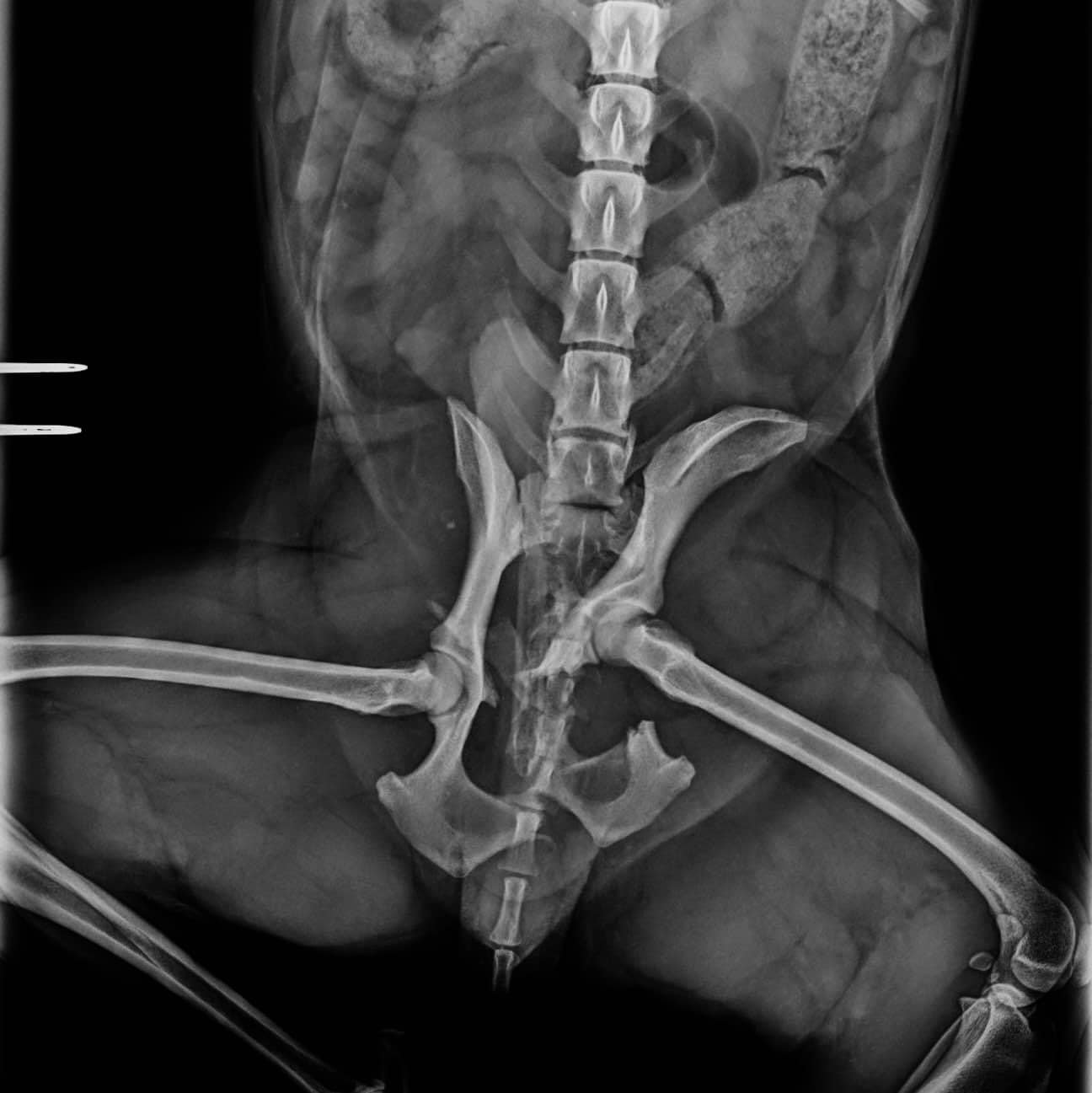 Cl&iacute;nica Veterinaria WECAN Aimar 8