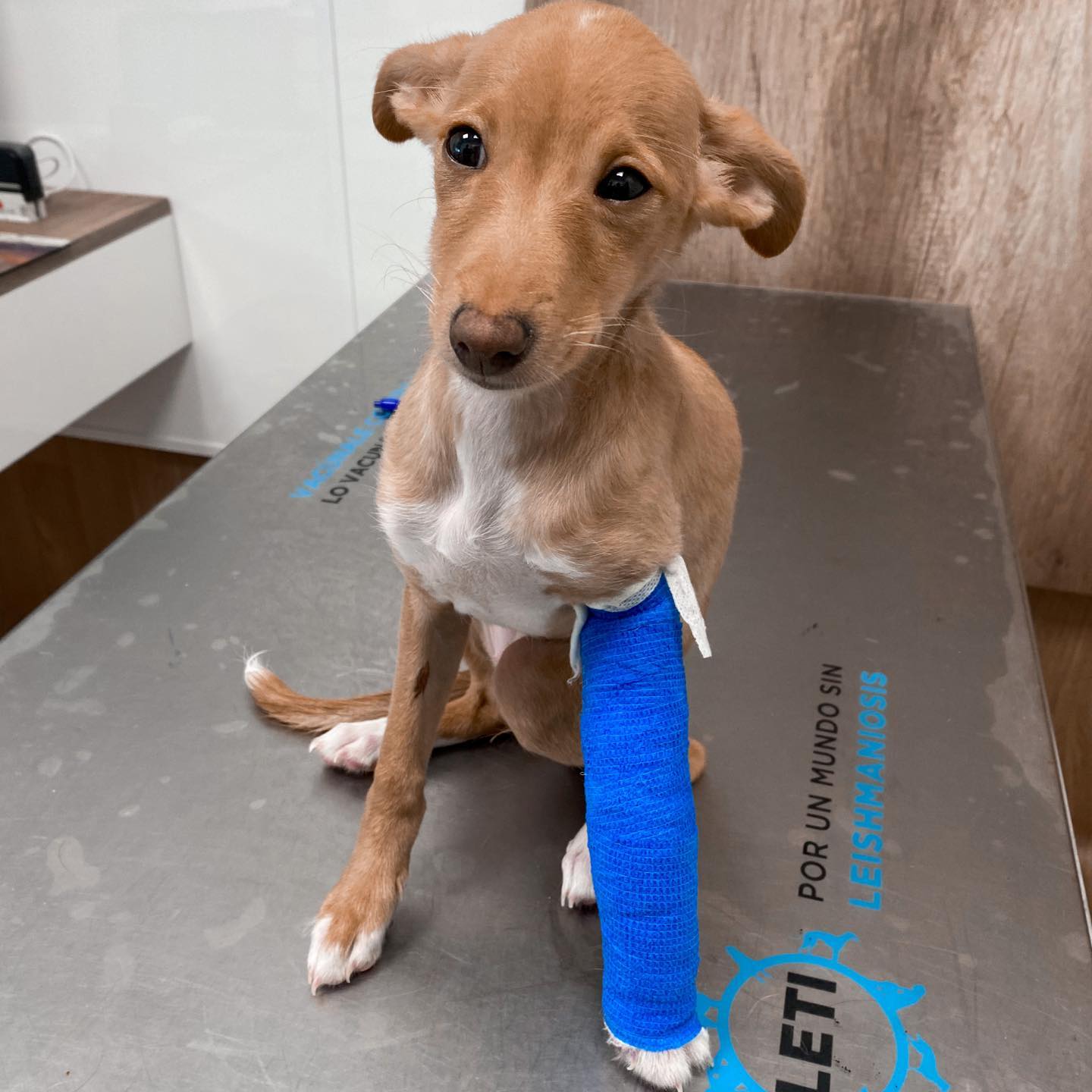 Cl&iacute;nica Veterinaria WECAN Aimar 9