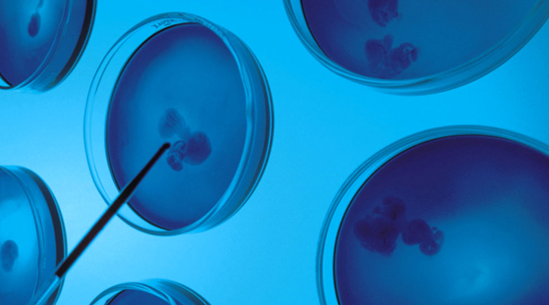 Itsas Natura Oiartzun