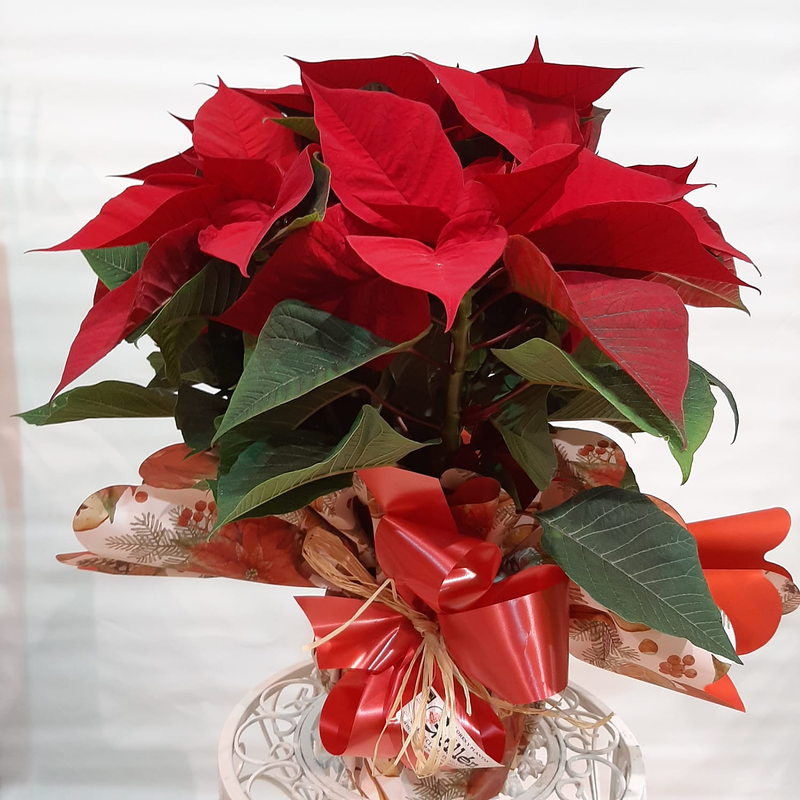 Florister&iacute;a Jes&uacute;s Guill&eacute;n Barañáin/Barañain