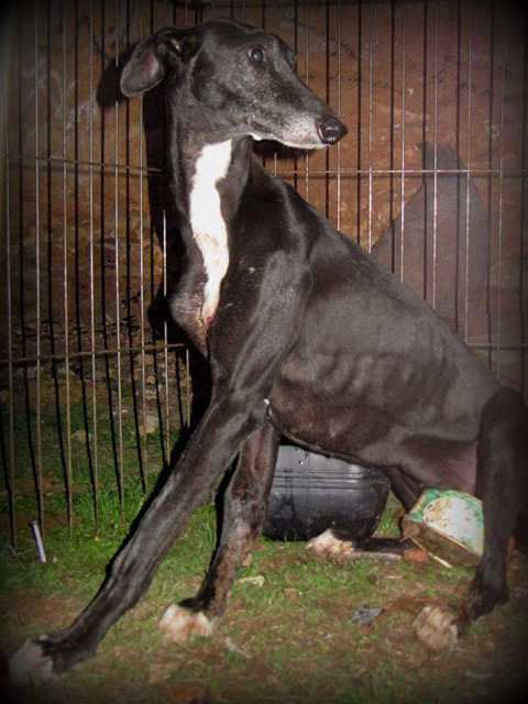 Sociedad Protectora de Animales y Plantas de Madrid Madrid Sociedad Protectora de Animales y Plantas de Madrid Madrid
