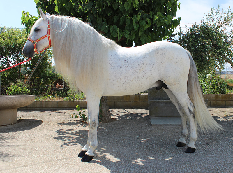 Caballos Llargués 8