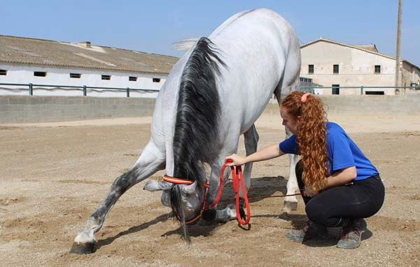 Caballos Llargués GRANJAS DE GANADO EQUINO