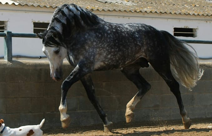 Caballos Llargués 3