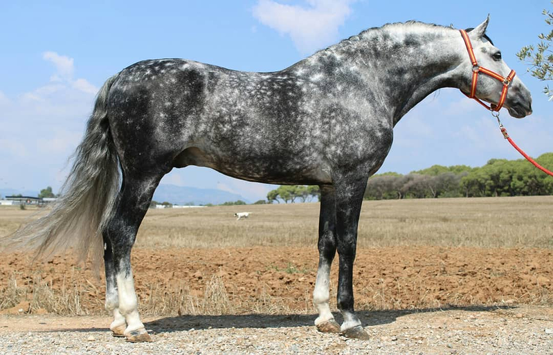 Caballos Llargués 4