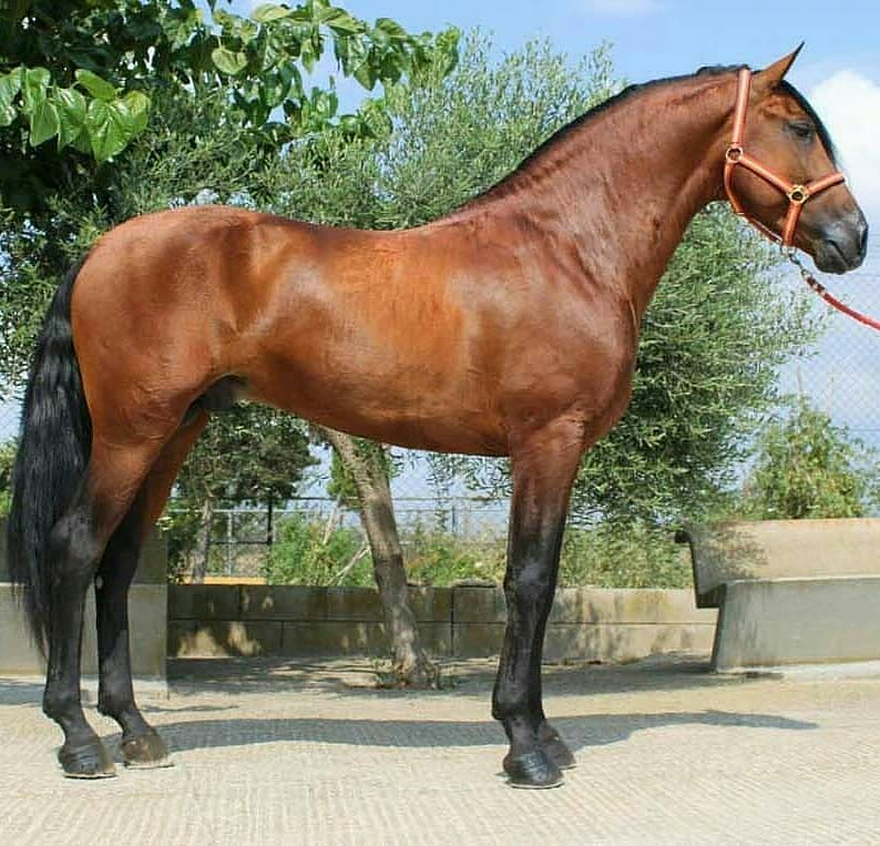 Caballos Llargués 2