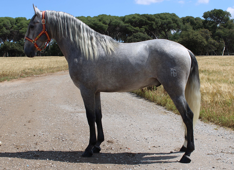 Caballos Llargués 7