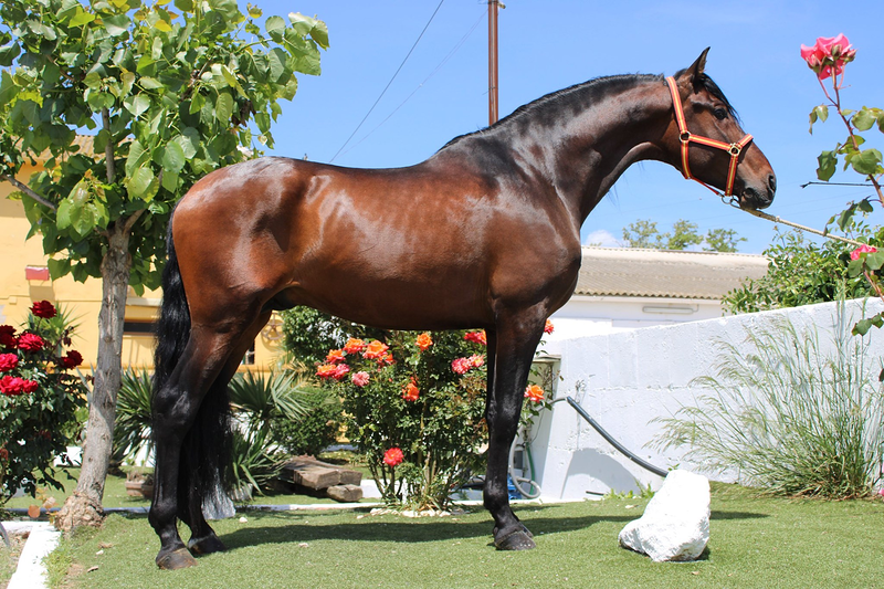 Caballos Llargués 6