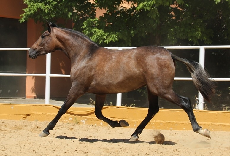 Caballos Llargués Carmona