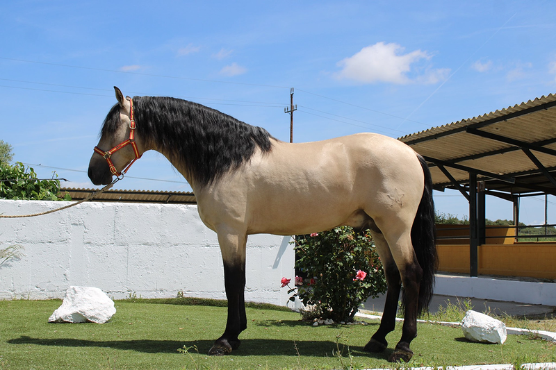 Caballos Llargués 5