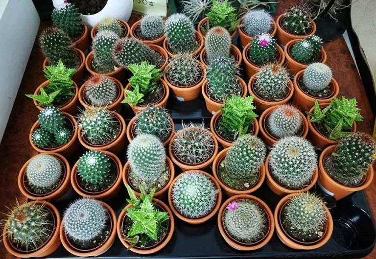 ASPROSUB "Virgen de la Vega" 5