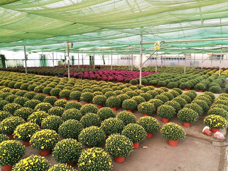 ASPROSUB "Virgen de la Vega" 7